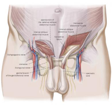 Anatomy Inguinal Canal, Scrotum and Testis Updated Flashcards | Quizlet